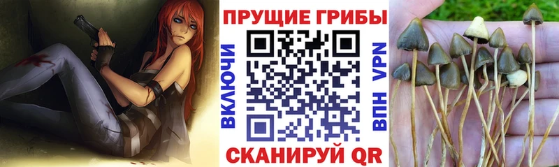 Галлюциногенные грибы MAGIC MUSHROOMS  Купить где  Дмитров 